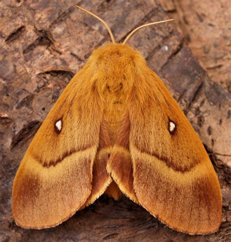 1637 Oak Eggar