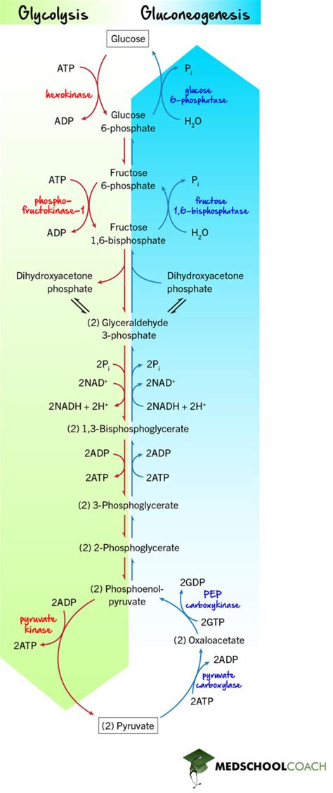 Gluconeogenesis Mcat Biochemistry Medschoolcoach