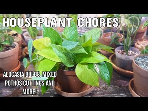 Houseplant Chores Alocasia Bulbs Mixed Pothos Cuttings And Repotting