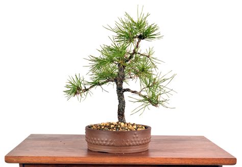 Black Pine 10 Tall Bonsai Bonsai Learning Center Store