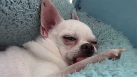 Cute Fat Sleepy Chihuahua Youtube