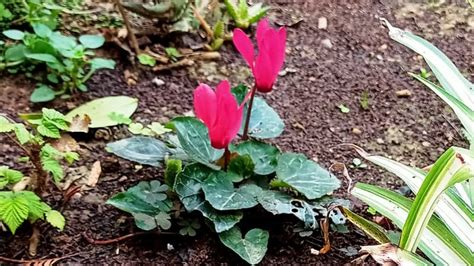 Siklamen Cyclamen Azbitki