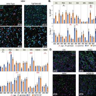 Histological Evaluation Of Neuroinflammation And Synaptic Alterations