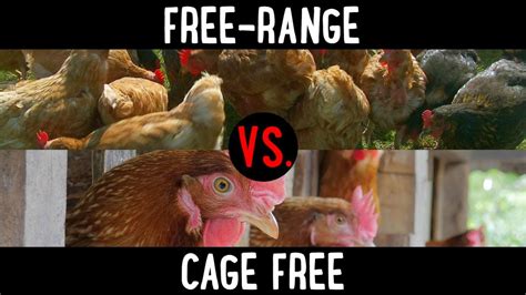 The Difference Between Free Range Vs Cage Free Chicken Eggs What To