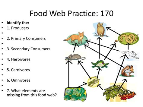 Carnivore Food Chain