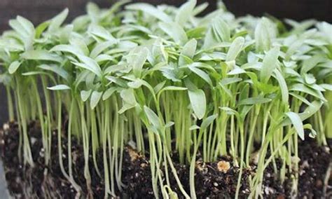 Comment Faire Pousser Des Microgreens La Coriandre Rapidement Et