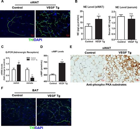 Transient Overexpression Of Vegf A In Adipose Tissue Promotes Energy