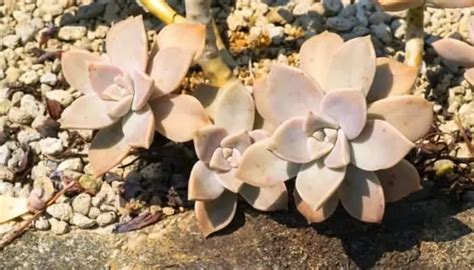 Graptopetalum Plant Care Ghost Plants