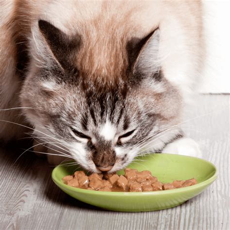 Optimizing Feline Nutrition: A Guide to Healthy Cat Food Choices - The ...