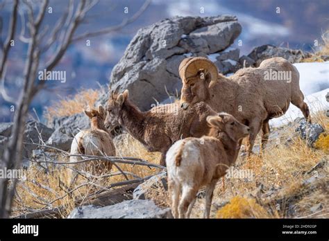 Selective Of A Snow Sheep Ovis Nivicola In A Dry Field Stock Photo