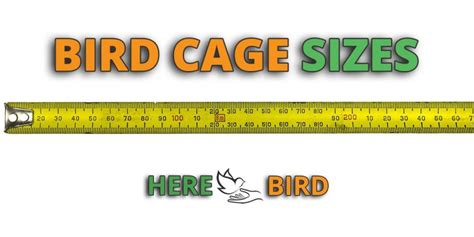 Bird Cage Sizes for Parakeets, Lovebirds, Macaws & Conures