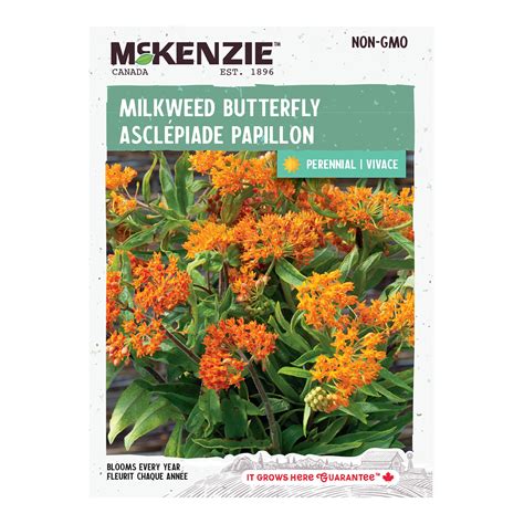 Buy Perennial Milkweed Butterfly Flower Seed Online | McKenzie Seeds