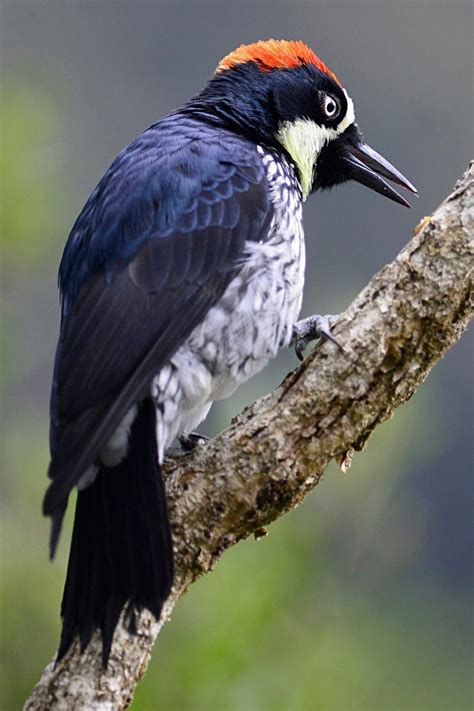 Most Beautiful Birds In Costa Rica Guide Photos