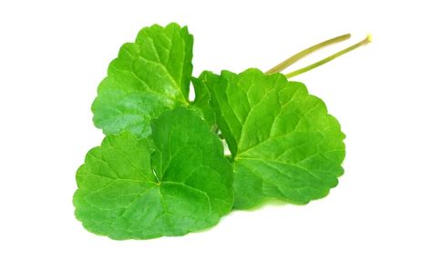 Premium Photo | Fresh Medicinal thankuni leaves on white background