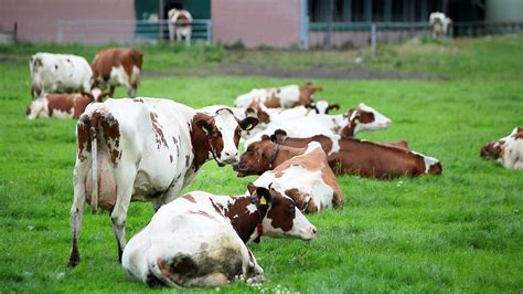 Rabobank Europese Melkprijs Daalt Tot 45 Euro In April Melkvee Nl