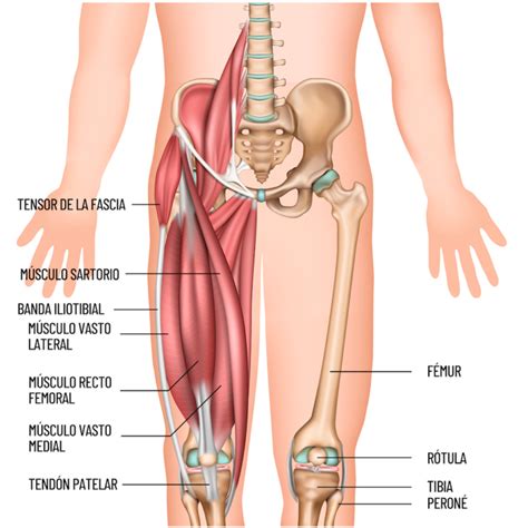 Causas de la pubalgia del deportista tratamiento y prevención Por