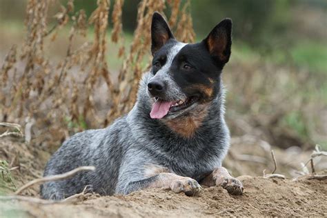 Pastor Australiano Stumpy Tail Razas De Perros