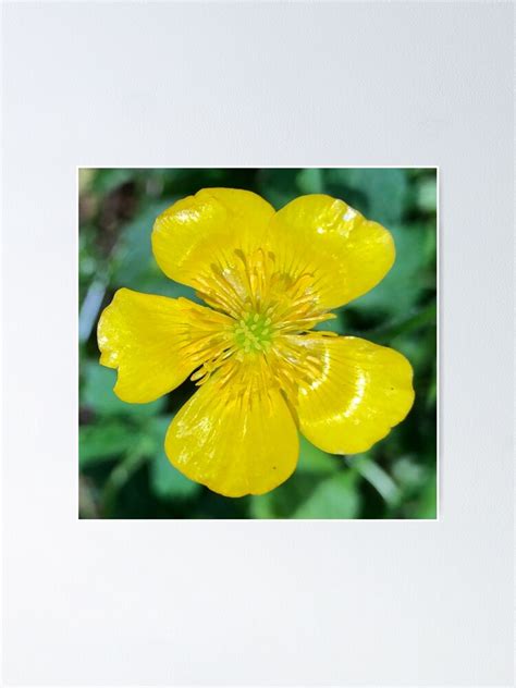 Buttercup Buttercup Lend Me Your Ears Poster For Sale By