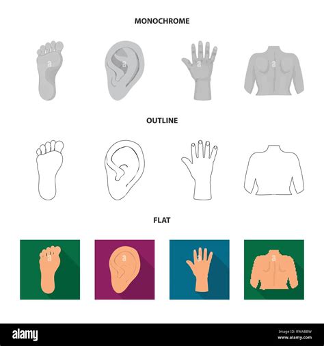 Vector Design Of Body And Part Sign Set Of Body And Anatomy Stock