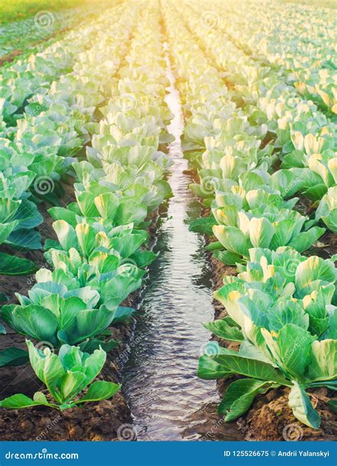 Natural Watering Of Agricultural Crops Irrigation Cabbage Plantations