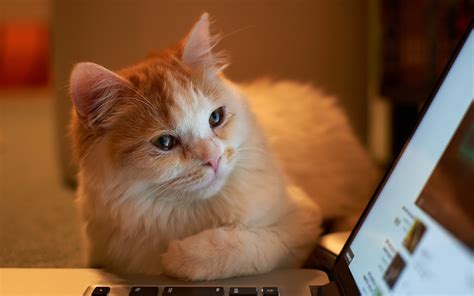 Wallpaper Hd Laptop Kucing Pics Myweb