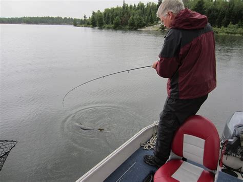 Ontario Hunting And Fishing At Camp Narrows Lodge Rainy Lake