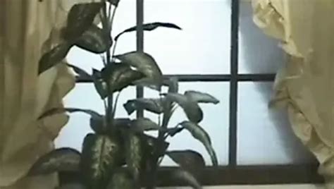 Peluda Embarazada Amateur XHamster