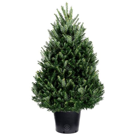 Real Live Fraser Fir Pot Grown Christmas Tree 2ft 3ft 4ft 5ft 6ft 7ft