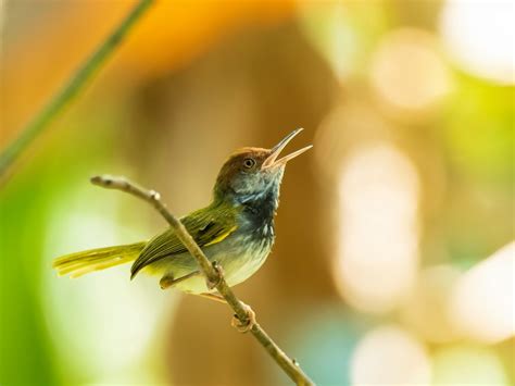 19 Tailorbird Facts: Unveiling the Wonders of Nature's Ingenious ...