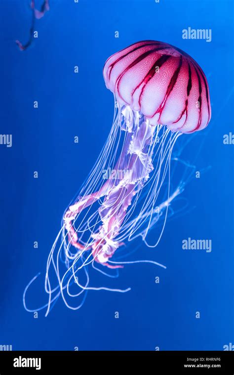 Jellyfish one aquarium chrysaora hi-res stock photography and images - Alamy