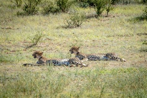 Two Cheetahs Laying In The Grass Stock Photo Image Of Travel Animal