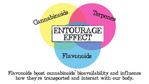 What Are Flavonoids In Cannabis Fast Buds