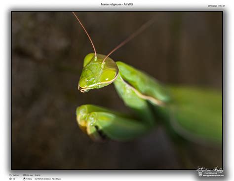 Les Photos De Martine Et Gégé Mantes Religieuses