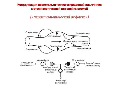 Метасимпатическая нервная система строение медиаторы роль