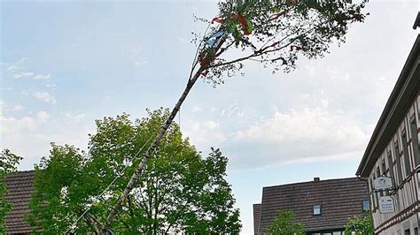 Mit Viel Kraft Und Hau Ruck Den Maibaum Aufgestellt