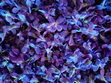 Confettura Di Petali Di Viola Parco Regionale Naturale Dell Antola