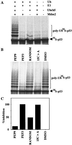 Peptide 3 Blocks In Vitro Ubiquitination Of P53 A In Vitro