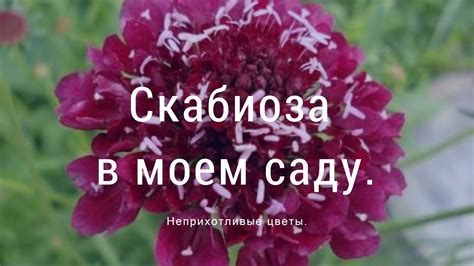 Скабиоза в моем саду - YouTube