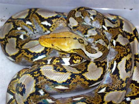 Photo Gallery Pythons Yellowhead Retic