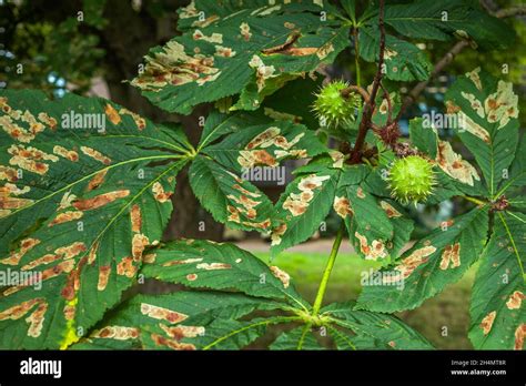 The Damaged Leaves Of A Horse Chestnut Tree As Caused By The Horse