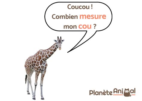 Combien Mesure Le Cou De La Girafe