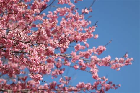 桜たちの季節の間に合わせました