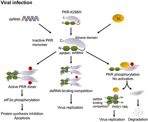 Frontiers DsRNA Binding Domain Of PKR Is Proteolytically Released By