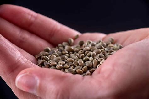 Best Cannabis Seed Banks That Ship To The Usa