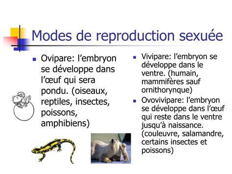 PPT Reproduction chez les animaux et la sexualité PowerPoint