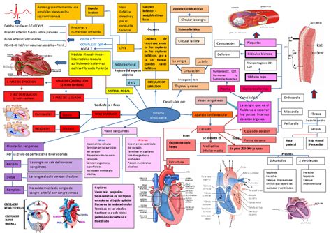 Mapa Mental Corazon Debito Cardiaco Gc Fcxvs Aparato Cardiovascular