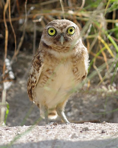 Shoco Burrowing Owl Athene Cunicularia Aruba Oct Flickr