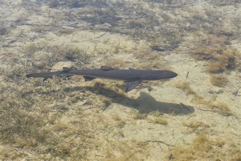 WWE Legend Undertaker Protects Wife By Scaring Away Shark (VIDEO)