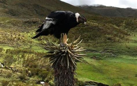 En video Así cuidan los padres a polluelo de cóndor que nació en