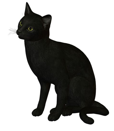 Черная кошка | Animals, Black cat, Cats